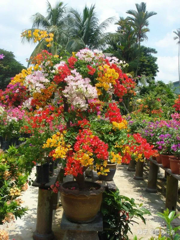 三角梅怎么养成瀑布，“花海瀑布”——如何才能养好三角梅，请你看这里