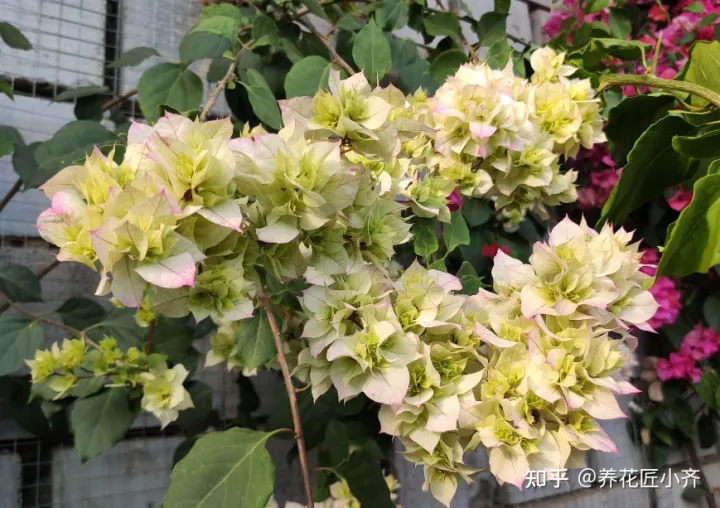三角梅怎样养才会开花，花卉大棚养三角梅，给它做这几步，不出一月就能开爆盆