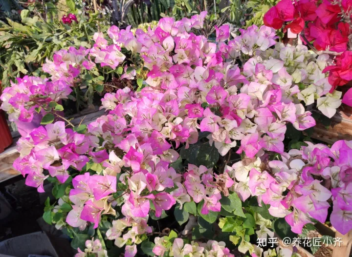 三角梅怎样养才会开花，花卉大棚养三角梅，给它做这几步，不出一月就能开爆盆