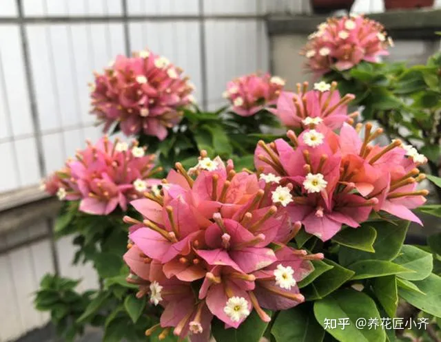 三角梅怎样养才会开花，花卉大棚养三角梅，给它做这几步，不出一月就能开爆盆
