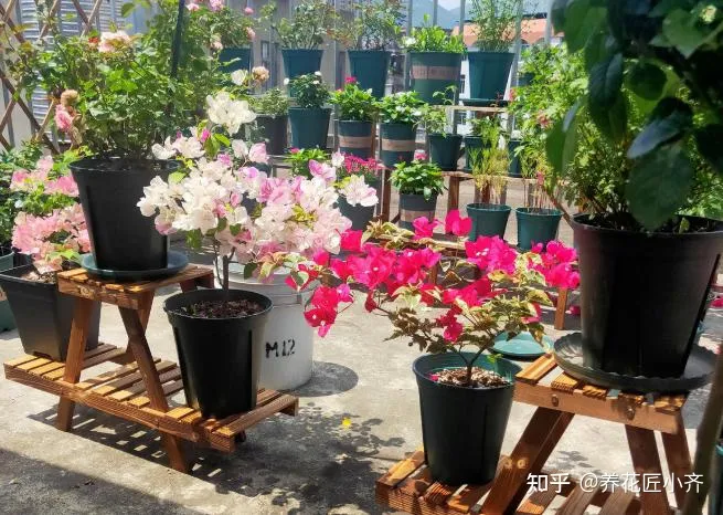 三角梅怎样养才会开花，花卉大棚养三角梅，给它做这几步，不出一月就能开爆盆