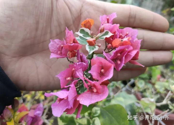 三角梅怎样养才会开花，花卉大棚养三角梅，给它做这几步，不出一月就能开爆盆