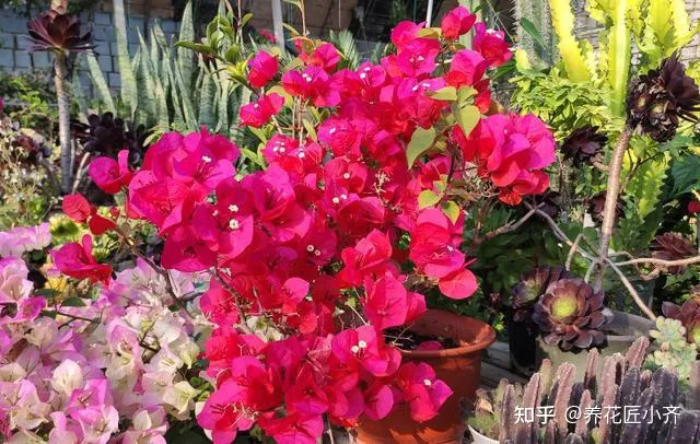 三角梅怎样养才会开花，花卉大棚养三角梅，给它做这几步，不出一月就能开爆盆