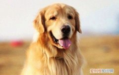 宠物尿垫怎么使用，怎么用宠物尿垫，宠物狗尿垫怎么用