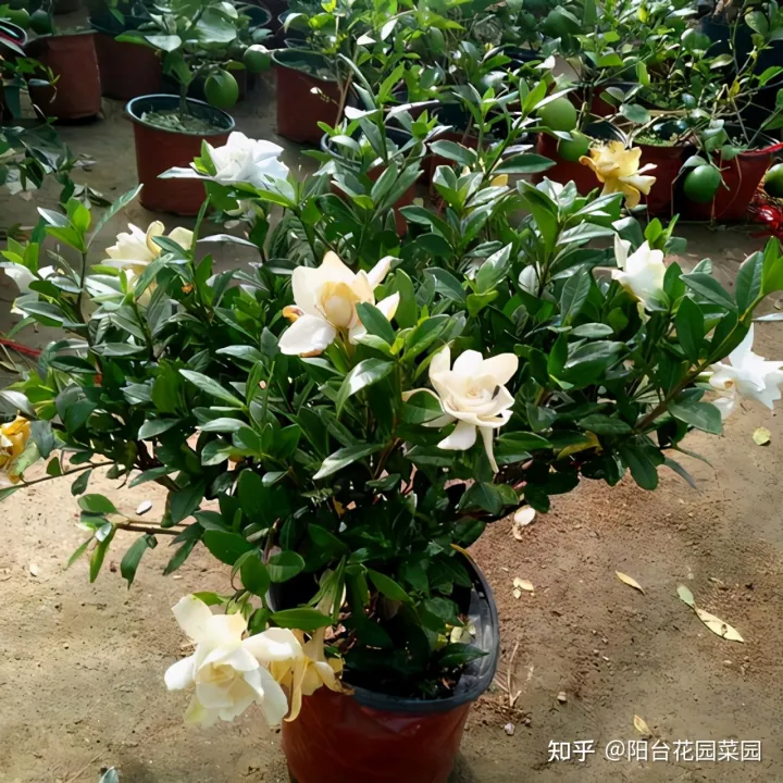 盆栽三角梅怎么养，栀子花三角梅，十有八九养不好？3个技巧，养成“花大树”