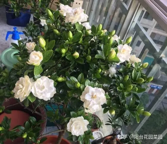 盆栽三角梅怎么养，栀子花三角梅，十有八九养不好？3个技巧，养成“花大树”
