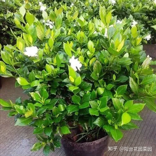 盆栽三角梅怎么养，栀子花三角梅，十有八九养不好？3个技巧，养成“花大树”