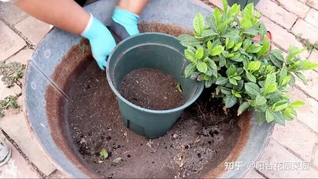 盆栽三角梅怎么养，栀子花三角梅，十有八九养不好？3个技巧，养成“花大树”