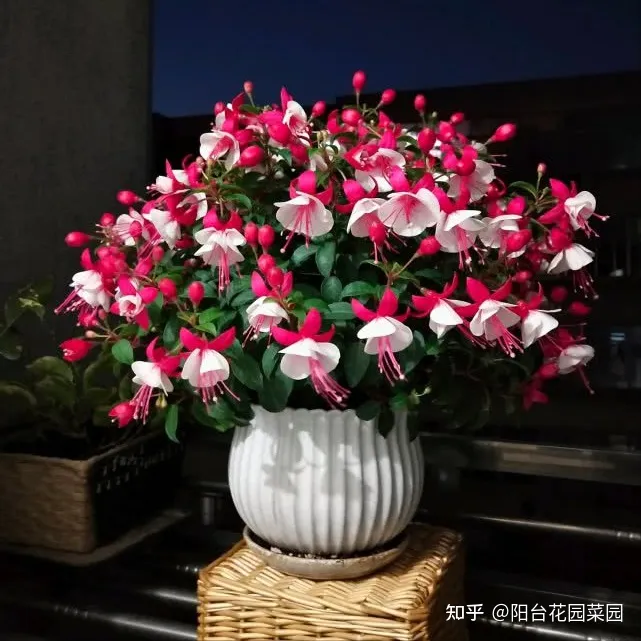 盆栽三角梅怎么养，栀子花三角梅，十有八九养不好？3个技巧，养成“花大树”