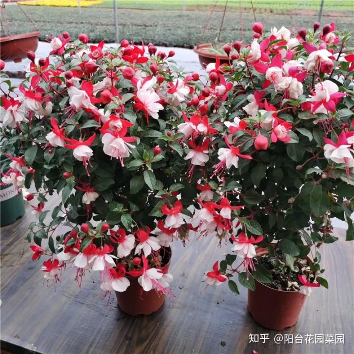 盆栽三角梅怎么养，栀子花三角梅，十有八九养不好？3个技巧，养成“花大树”