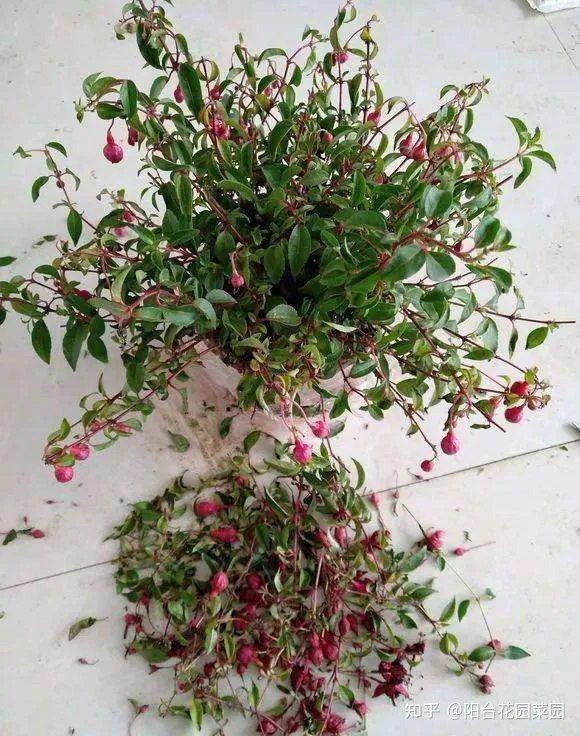 盆栽三角梅怎么养，栀子花三角梅，十有八九养不好？3个技巧，养成“花大树”