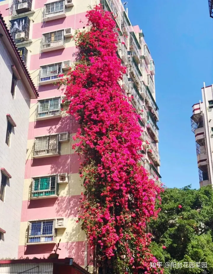 盆栽三角梅怎么养，栀子花三角梅，十有八九养不好？3个技巧，养成“花大树”