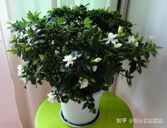 盆栽三角梅怎么养，栀子花三角梅，十有八九养不好？3个技巧，养成“花大树”