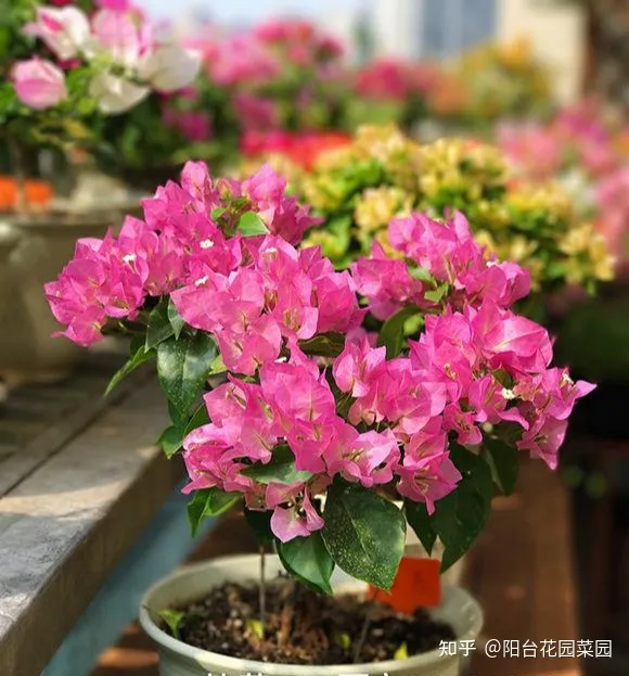 盆栽三角梅怎么养，栀子花三角梅，十有八九养不好？3个技巧，养成“花大树”