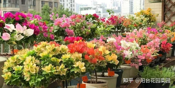 盆栽三角梅怎么养，栀子花三角梅，十有八九养不好？3个技巧，养成“花大树”