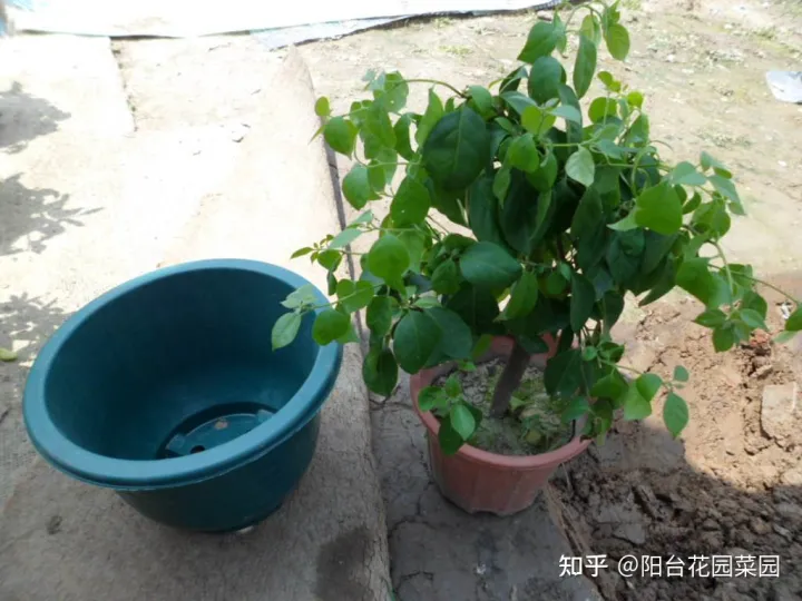 盆栽三角梅怎么养，栀子花三角梅，十有八九养不好？3个技巧，养成“花大树”