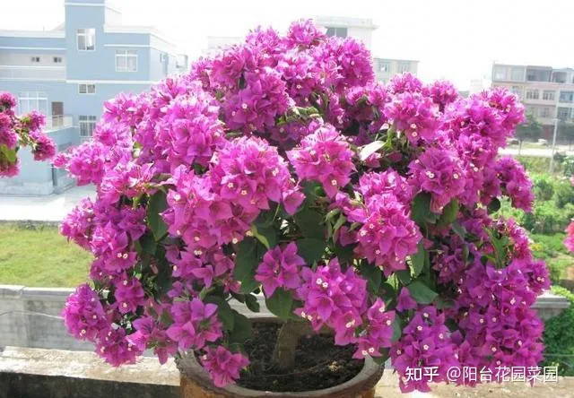 盆栽三角梅怎么养，栀子花三角梅，十有八九养不好？3个技巧，养成“花大树”