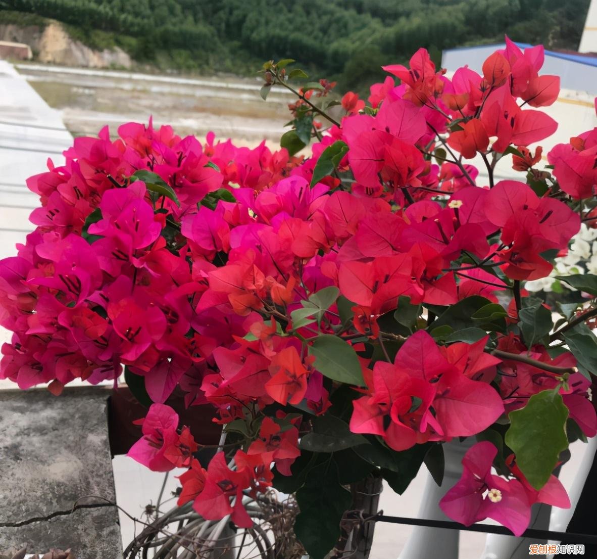 三角梅开花期如何养护，三角梅的养护“技巧”，只要做好4点，持续开花300天