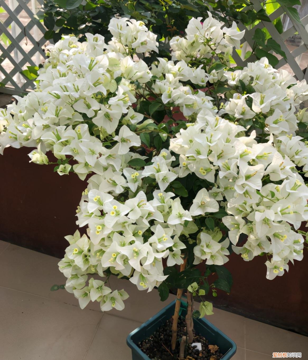 三角梅开花期如何养护，三角梅的养护“技巧”，只要做好4点，持续开花300天