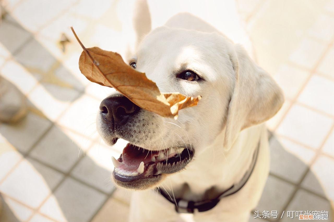 爱犬啥意思，你真的了解你的爱犬吗？——狗狗基础知识十问十答
