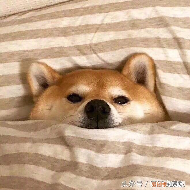 爱犬啥意思，你真的了解你的爱犬吗？——狗狗基础知识十问十答