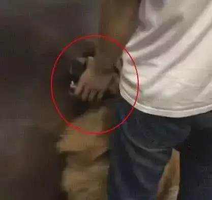 遛狗不拴绳等于狗遛狗下一句，「干货收藏」遛狗不牵绳，铲屎两行泪—知识题库