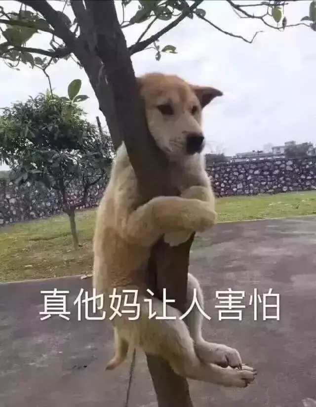遛狗不拴绳等于狗遛狗下一句，「干货收藏」遛狗不牵绳，铲屎两行泪—知识题库