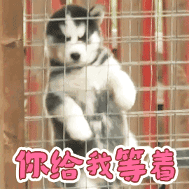 遛狗不拴绳等于狗遛狗下一句，「干货收藏」遛狗不牵绳，铲屎两行泪—知识题库
