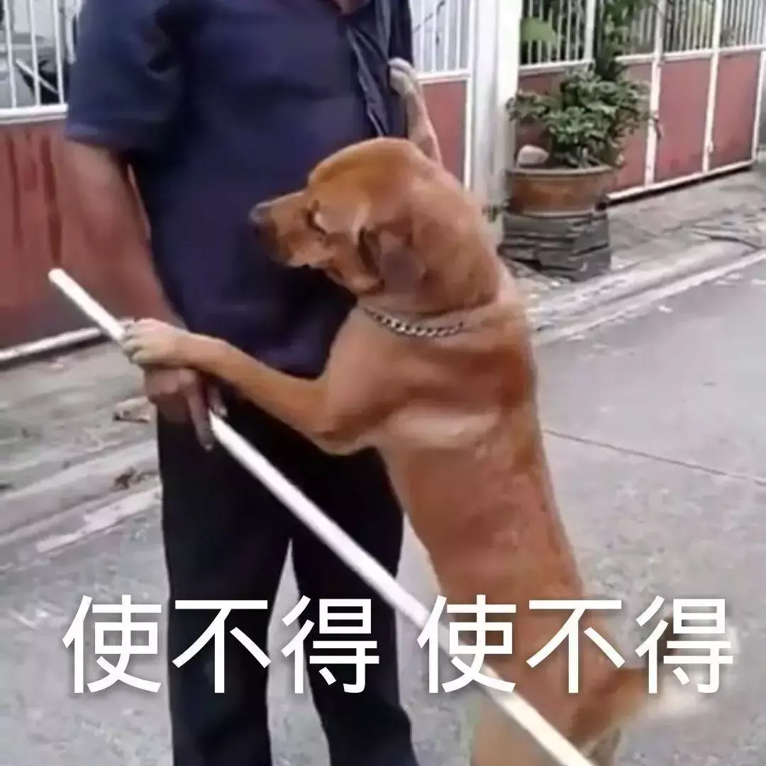 遛狗不拴绳等于狗遛狗下一句，「干货收藏」遛狗不牵绳，铲屎两行泪—知识题库