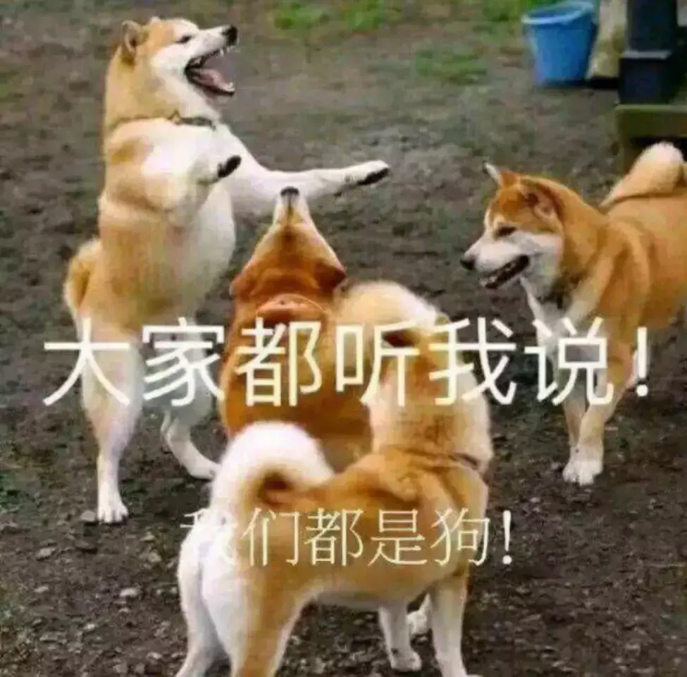 遛狗不拴绳等于狗遛狗下一句，「干货收藏」遛狗不牵绳，铲屎两行泪—知识题库
