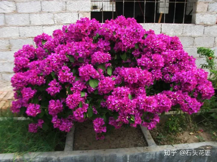 春天到了三角梅怎样养护，春天“三角梅”睡醒了，养护记住“4个字”，入夏花朵开爆盆