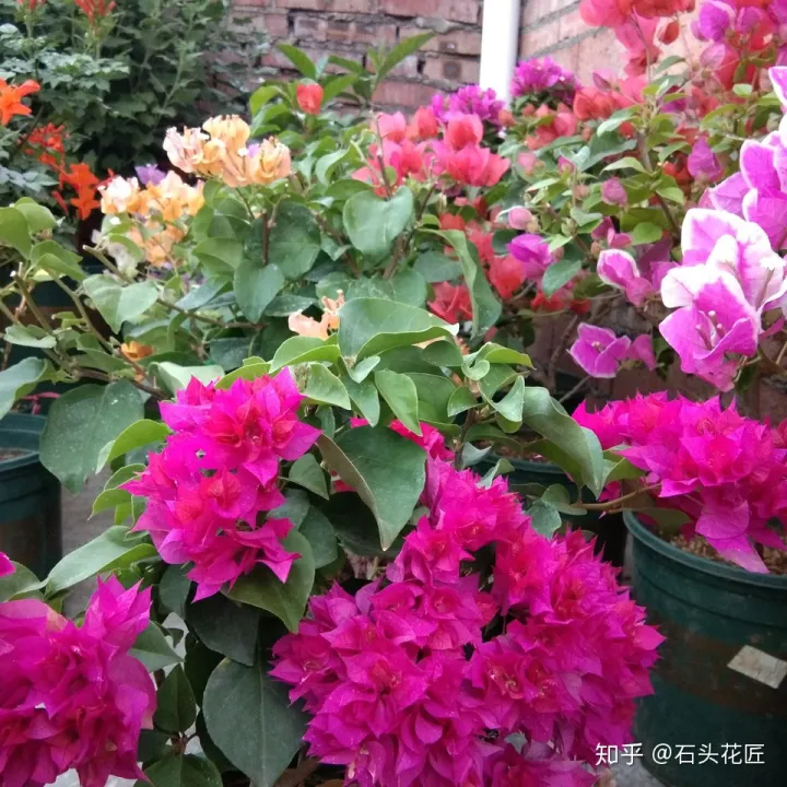 春天到了三角梅怎样养护，春天“三角梅”睡醒了，养护记住“4个字”，入夏花朵开爆盆