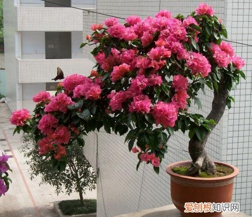 三角梅开花期间的养护，三角梅开花盛，这4点养护技巧不能忘，防止落叶开花更旺