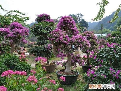 三角梅开花期间的养护，三角梅开花盛，这4点养护技巧不能忘，防止落叶开花更旺