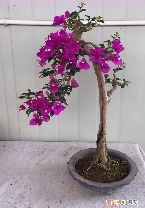 三角梅开花期间的养护，三角梅开花盛，这4点养护技巧不能忘，防止落叶开花更旺