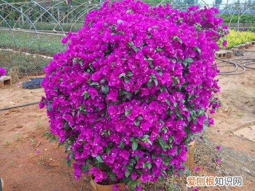 三角梅开花期间的养护，三角梅开花盛，这4点养护技巧不能忘，防止落叶开花更旺