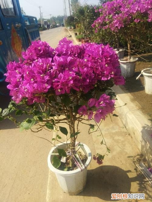 三角梅开花期间的养护，三角梅开花盛，这4点养护技巧不能忘，防止落叶开花更旺