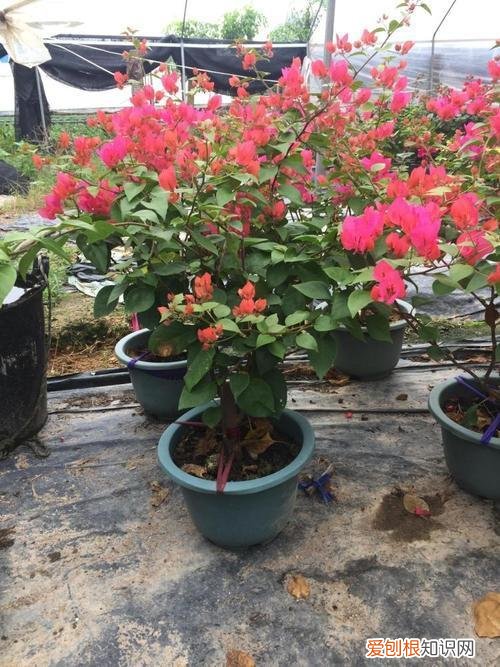 三角梅开花期间的养护，三角梅开花盛，这4点养护技巧不能忘，防止落叶开花更旺