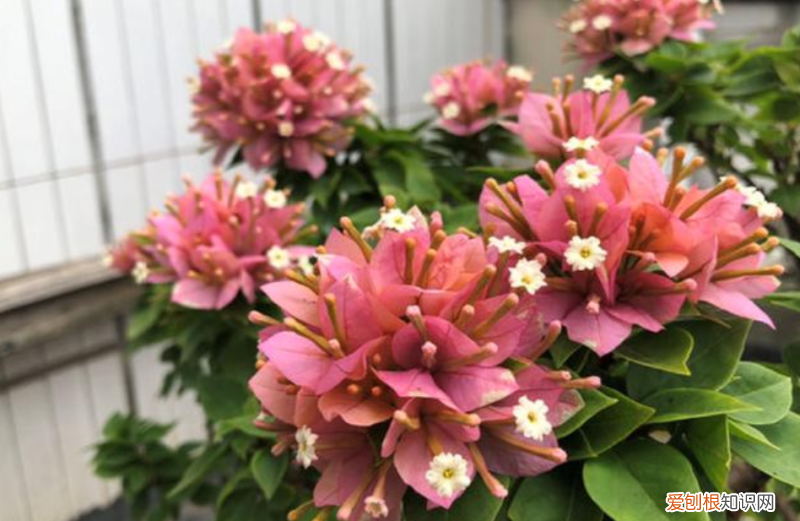 三角梅开花时怎样养护，三角梅花期养护“小技巧”，注意几个细节，开花更多更持久
