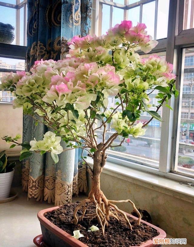 三角梅开花用什么肥料催花，三角梅花期到了，3个“催花技巧”，开花繁花似锦，四季开花