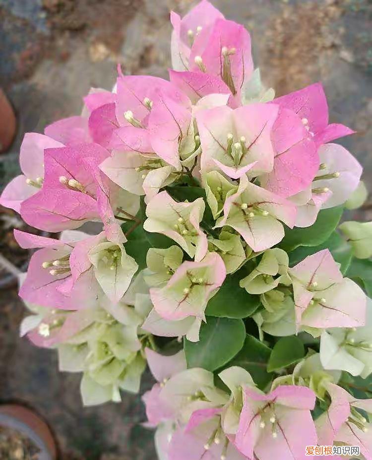 三角梅开花用什么肥料催花，三角梅花期到了，3个“催花技巧”，开花繁花似锦，四季开花