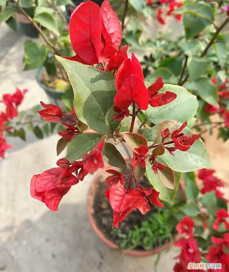 三角梅开花用什么肥料催花，三角梅花期到了，3个“催花技巧”，开花繁花似锦，四季开花