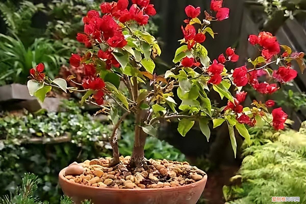 三角梅开花用什么肥料催花，三角梅花期到了，3个“催花技巧”，开花繁花似锦，四季开花