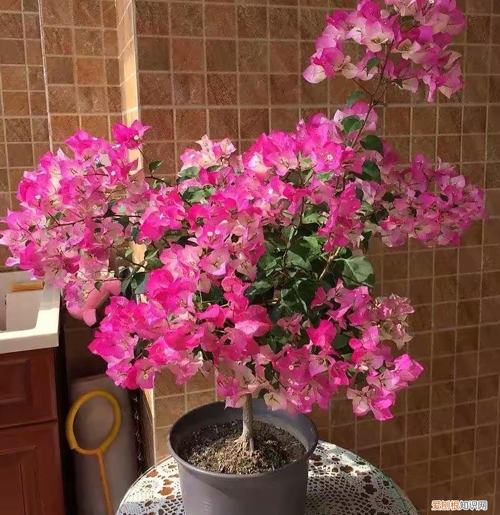 三角梅开花用什么肥料催花，三角梅花期到了，3个“催花技巧”，开花繁花似锦，四季开花