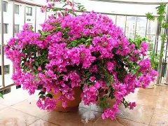 三角梅开花用什么肥料催花，三角梅花期到了，3个“催花技巧”，开花繁花似锦，四季开花