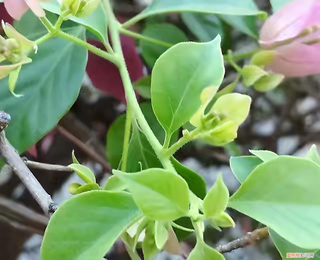 三角梅开花用什么肥料催花，三角梅花期到了，3个“催花技巧”，开花繁花似锦，四季开花
