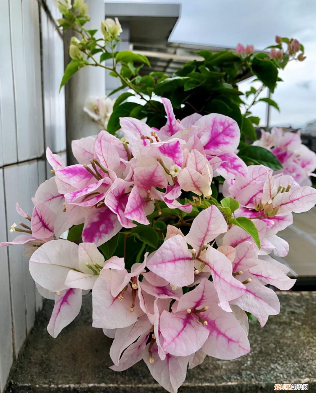 三角梅出花苞多久开花，三角梅长出花苞，想要不落花，记住“7不能”，就能延长花期