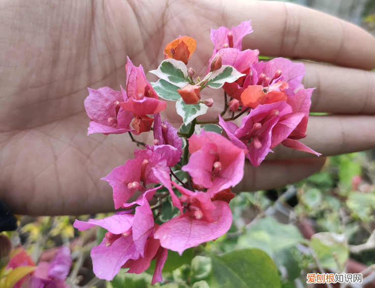 三角梅出花苞多久开花，三角梅长出花苞，想要不落花，记住“7不能”，就能延长花期