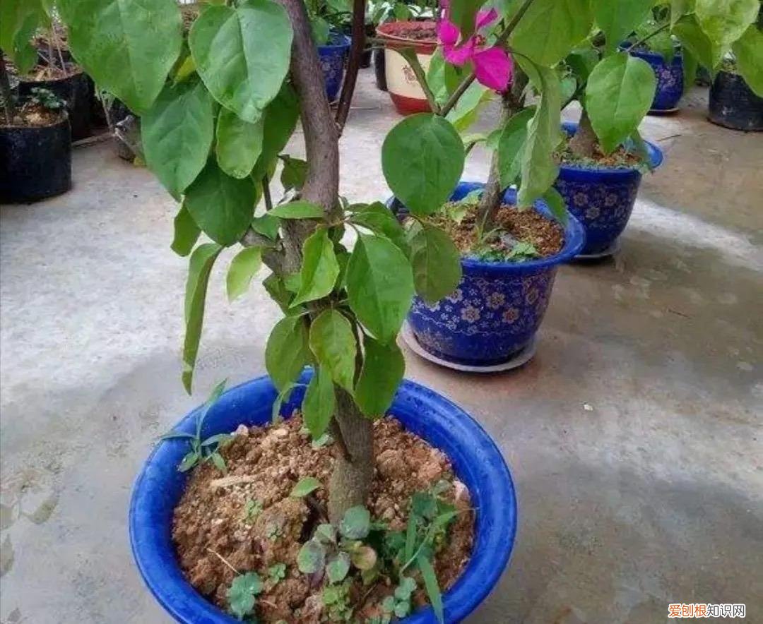 开花中的三角梅如何养，养三角梅，要做到“2多2少”，开花多，更漂亮，只见花儿不见叶