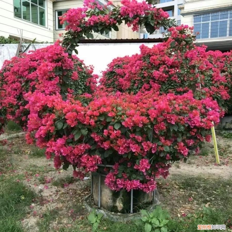 开花中的三角梅如何养，养三角梅，要做到“2多2少”，开花多，更漂亮，只见花儿不见叶